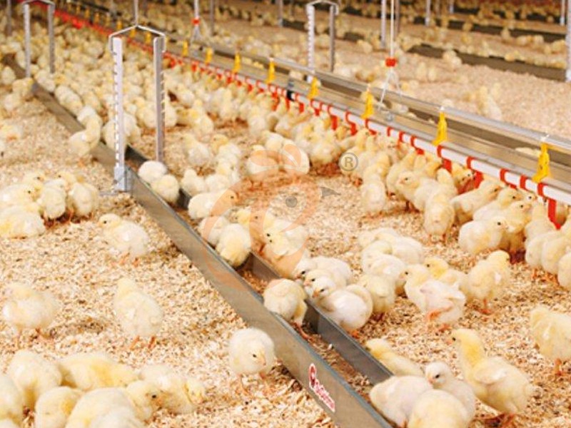What Are the Different Types of Poultry Farms? Layers, Broilers, Breeders and Pullets