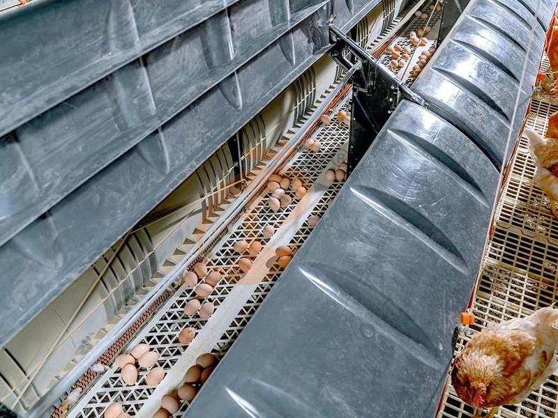 What Are the Different Types of Poultry Farms? Layers, Broilers, Breeders and Pullets