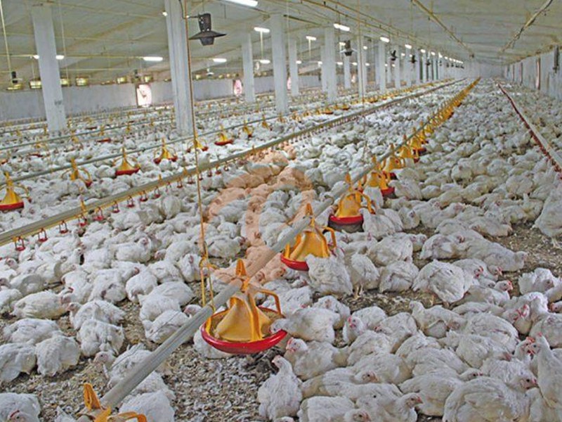 What Are the Different Types of Poultry Farms? Layers, Broilers, Breeders and Pullets