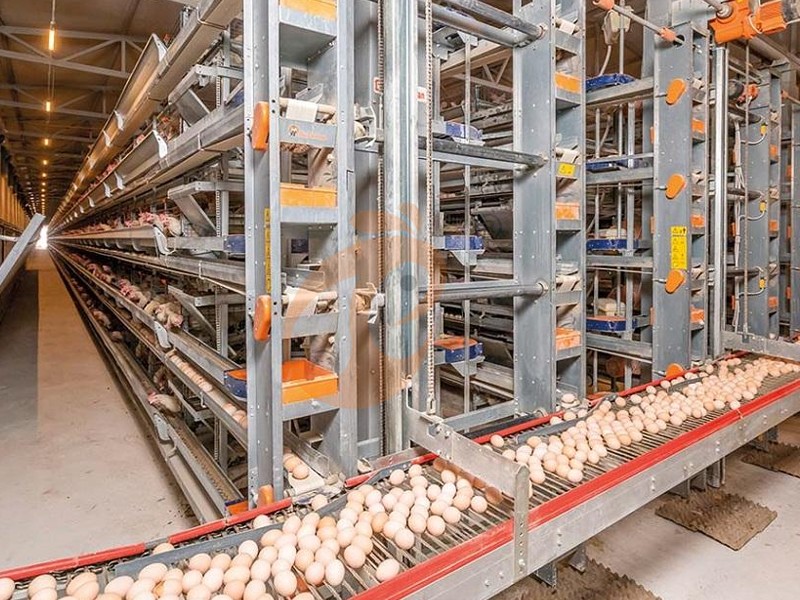 What Are the Different Types of Poultry Farms? Layers, Broilers, Breeders and Pullets