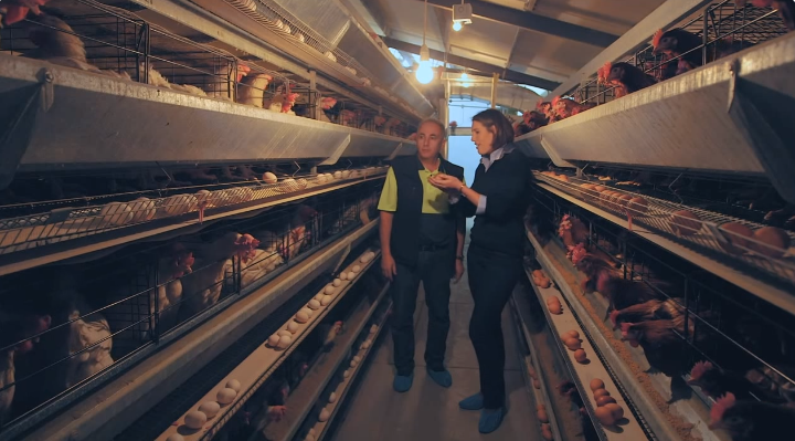 Grower management in poultry farm