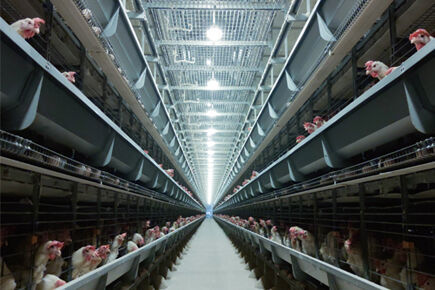 Best finished 7 poultry houses chicken farm with 