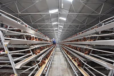The size of chicken egg layer chicken cage and battery cage