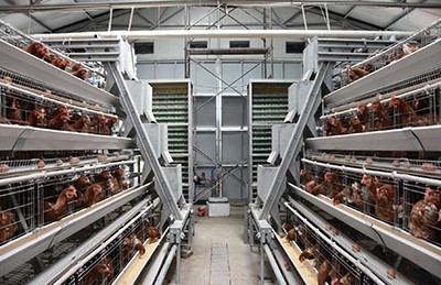 The size of chicken egg layer chicken cage and battery cage