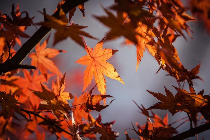 China's 24 Solar Terms-Beginning of Autumn