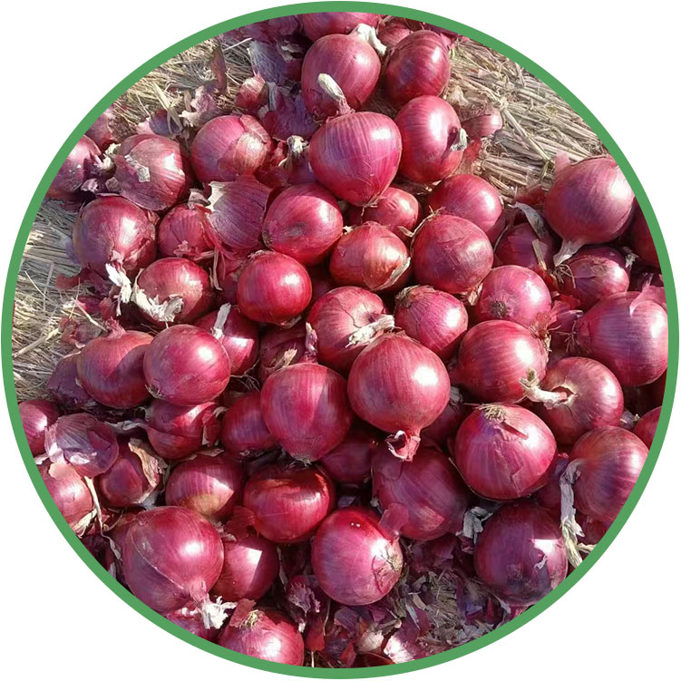 Fresh Red Onion