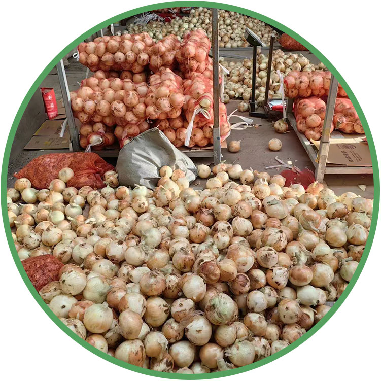  Fresh Yellow Onion