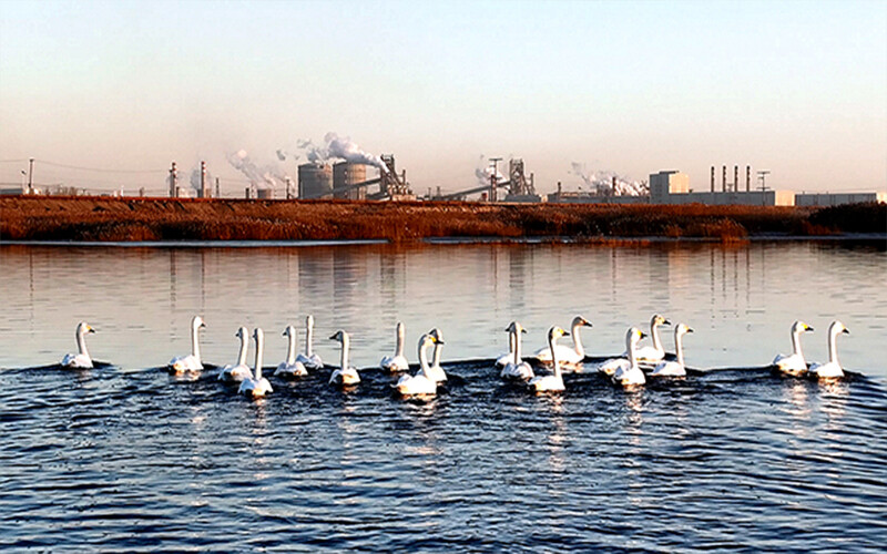 Tailings pond wetland welcomes a large number of swans, showing the ecological achievements of green steel plants