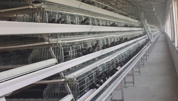7 key benefits of A-frame layer cage system are a reliable and efficient choice for farmers looking to optimize their poultry operations