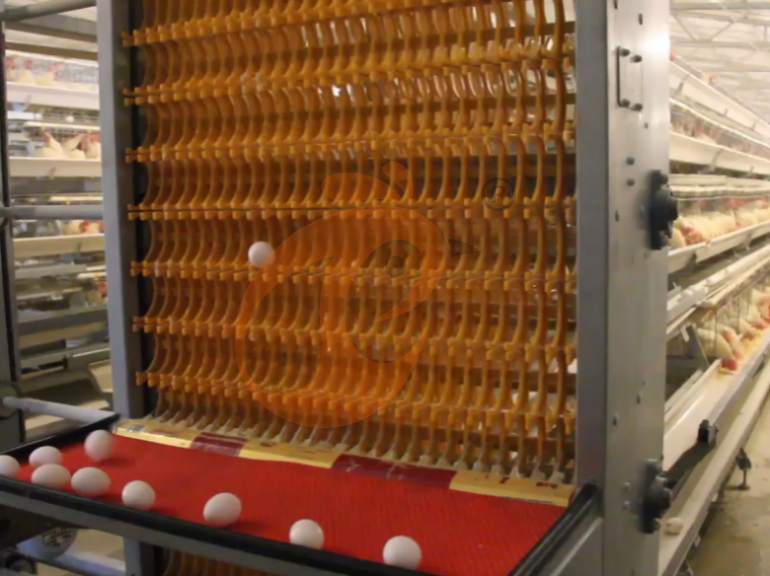 Automatic A Frame Layer Chicken Cage For Sale