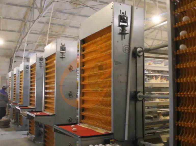 Automatic A Frame Layer Chicken Cage For Sale