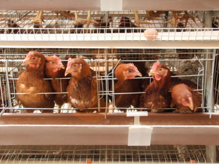 Automatic A Frame Layer Chicken Cage For Sale