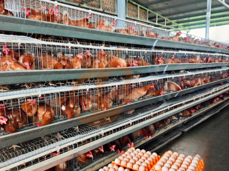 Semi Automatic A Frame Layer Chicken Cage For Sale
