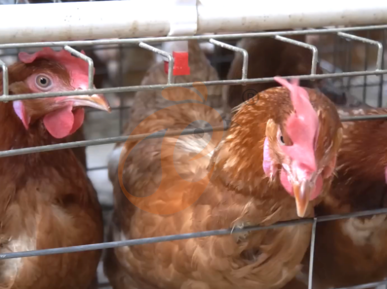 Semi Automatic A Frame Layer Chicken Cage For Sale