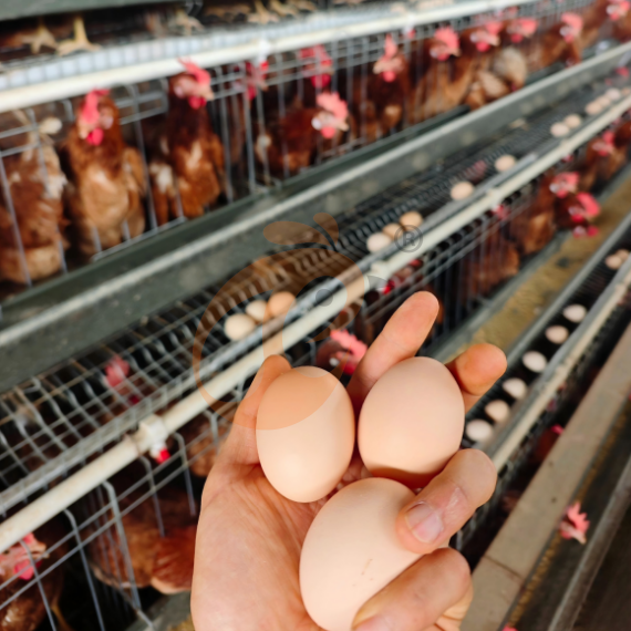 Semi Automatic A Frame Layer Chicken Cage For Sale