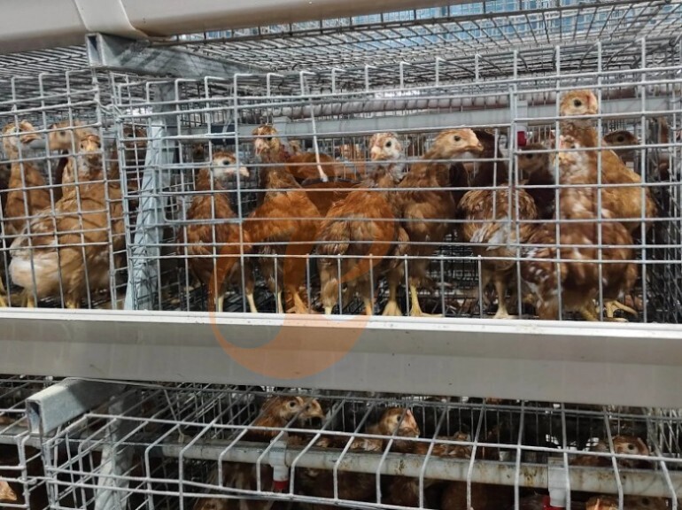 Semi Automatic A Frame Young Layer Chicken Cage For Sale
