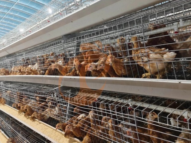 Semi Automatic A Frame Young Layer Chicken Cage For Sale