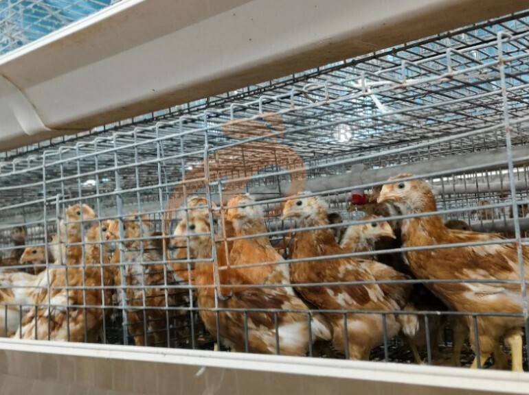 Semi Automatic A Frame Young Layer Chicken Cage For Sale