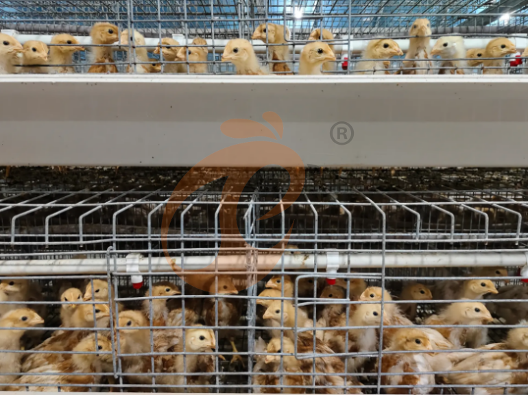Semi Automatic A Frame Young Layer Chicken Cage For Sale