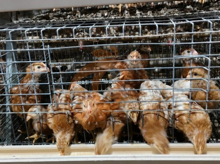 Semi Automatic A Frame Young Layer Chicken Cage For Sale