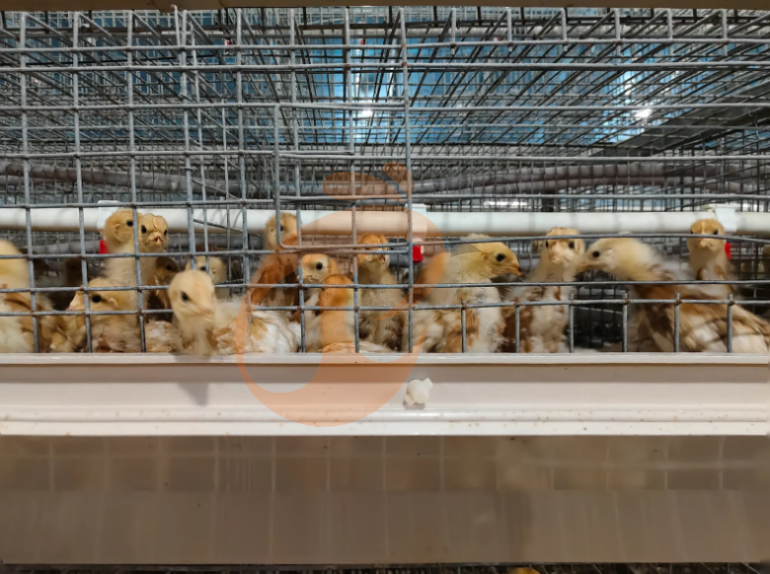 Semi Automatic A Frame Young Layer Chicken Cage For Sale