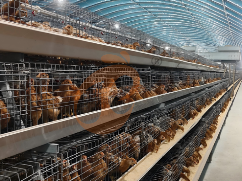 Semi Automatic A Frame Young Layer Chicken Cage For Sale