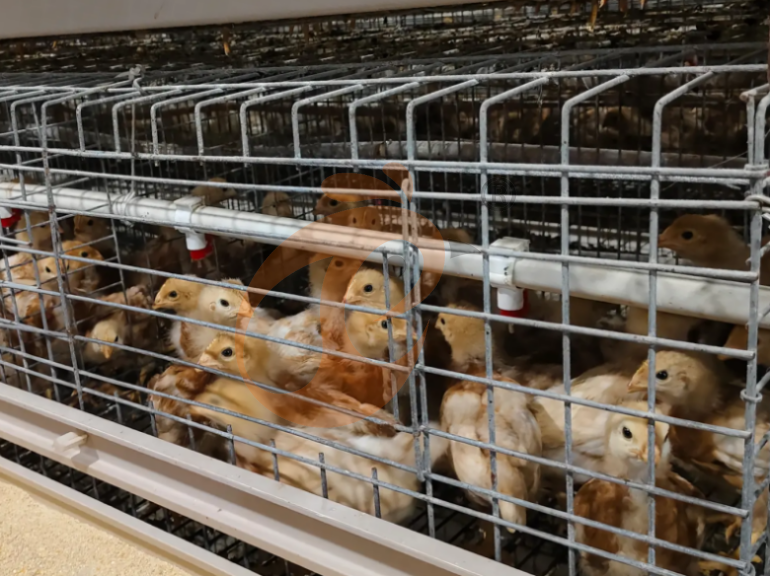 Semi Automatic A Frame Young Layer Chicken Cage For Sale