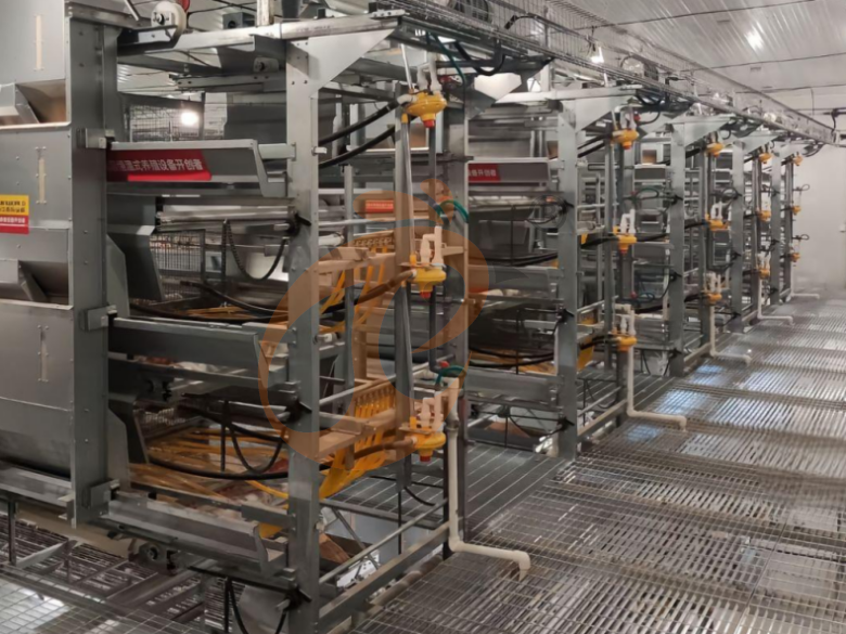 Automatic H Frame Young Layer Chicken Cage For Sale
