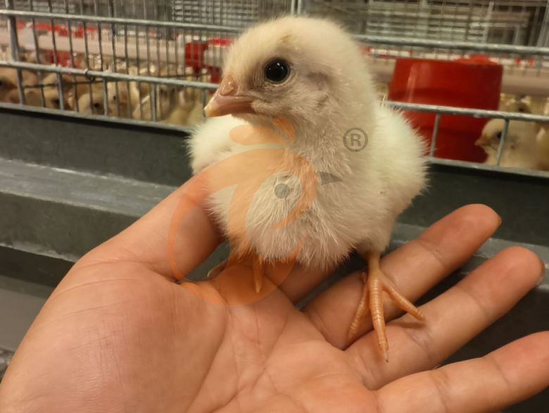 Automatic H Frame Young Layer Chicken Cage For Sale