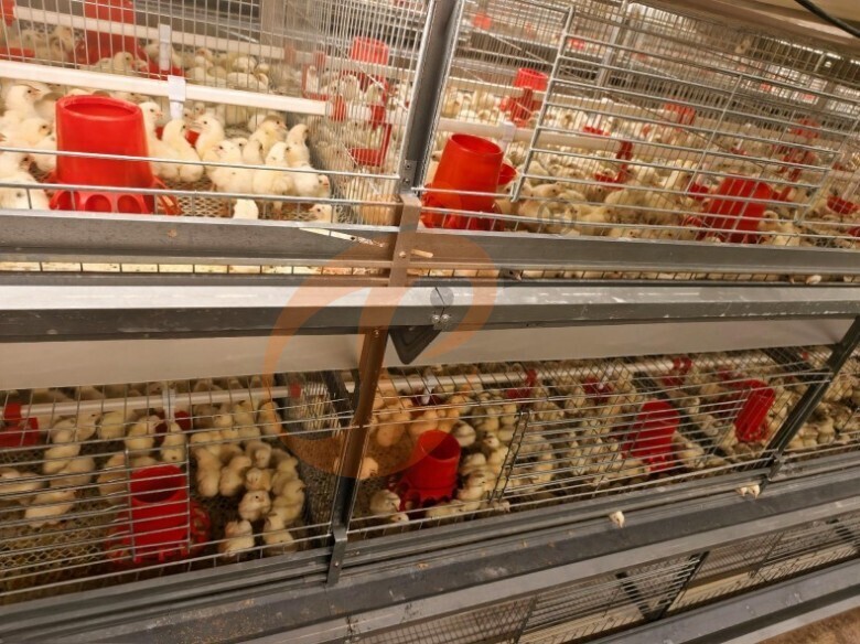 Prefab Steel Poultry House