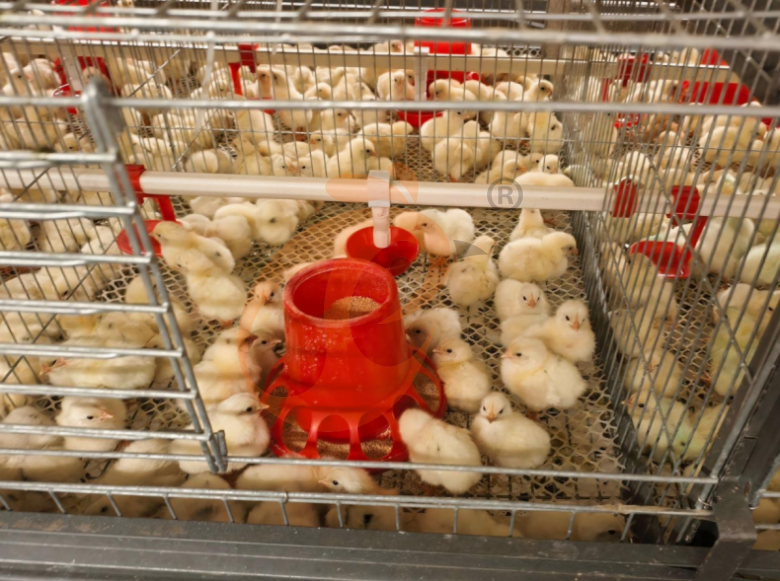 Automatic H Frame Young Layer Chicken Cage For Sale