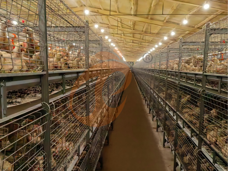 Semi Automatic H Frame Young Layer Chicken Cage For Sale