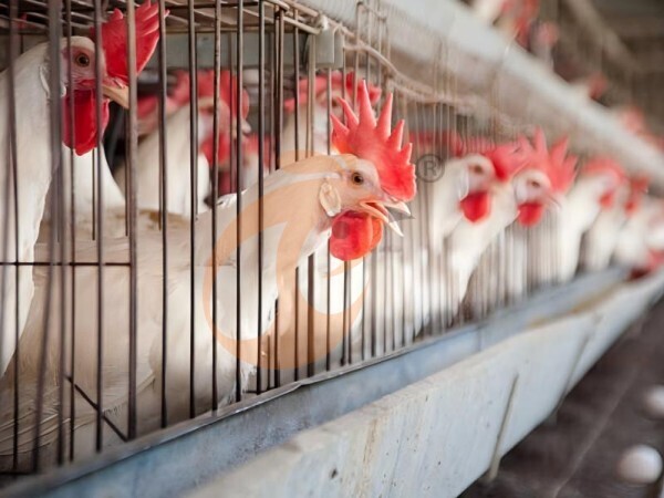Hot-Dip Galvanized Vs Electro-Galvanized A Type Battery Cage: Which Lasts Longer?