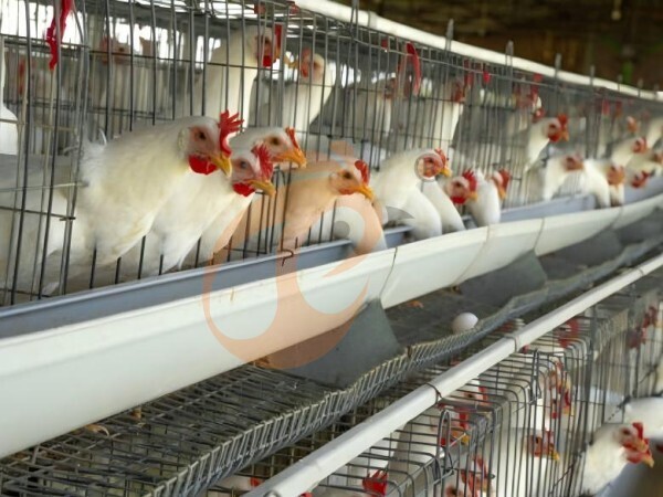 Ethiopia Broiler Farm: Cage Setup, Equipment Tips And High-Efficiency Meat Production