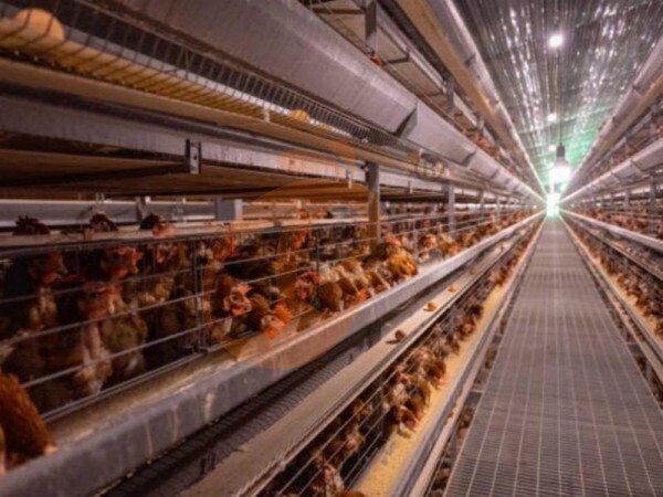 What Are The Installation Requirements For An A Type Battery Cage System? 6 Clear Guidelines
