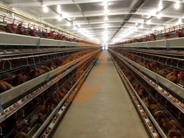 What Are The Most Profitable Poultry Farm Models?