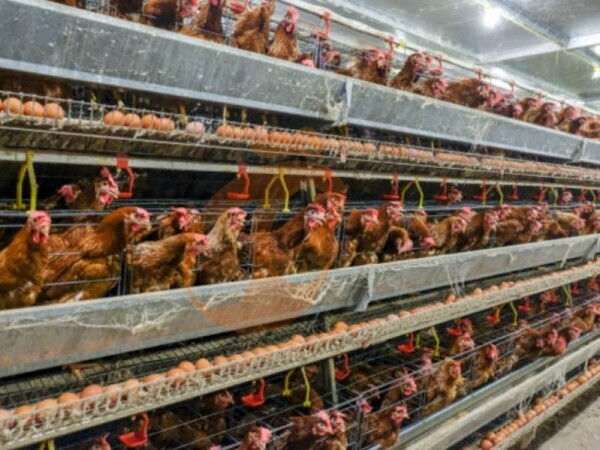 High-Capacity Feed Mixers | Why They Improve Farm Efficiency In Modern Cage-Based Poultry Production