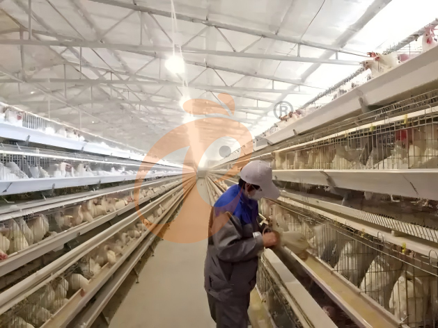What Is The Export Price Of Poultry Cage System? 5 International Cost Factors