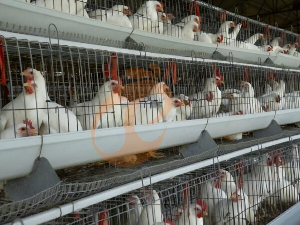 Broiler Poultry House: Increase Growth Rate By 15–20%