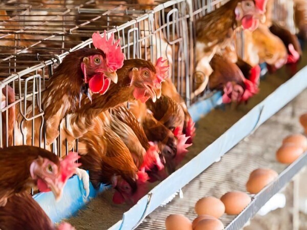 Poultry Cage Price For Africa Vs Asia Market: 4 Cost Differences