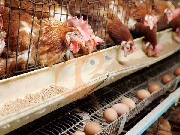 Feed Mill & Feed Mixer Price | 5 Practical Tips For Poultry Farms