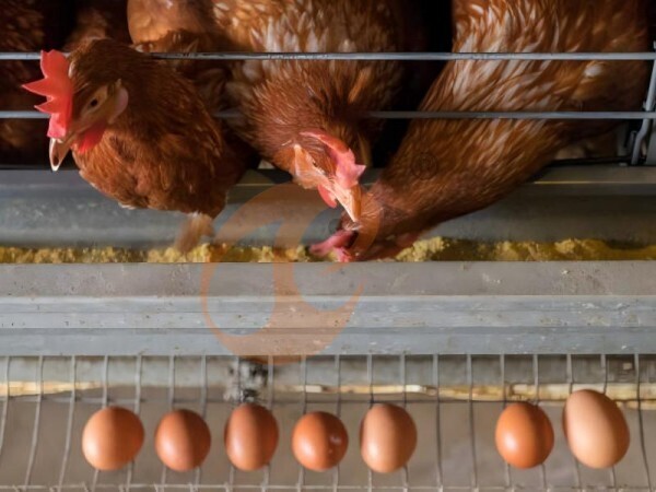 Feeding, Drinking, And Manure Management Systems In Poultry Farming