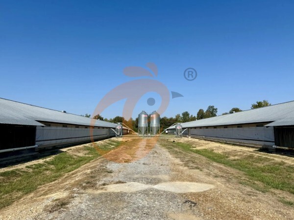 Ethiopia Smart Poultry Farm: Automation, Feeding Systems, 5 Efficiency Solutions