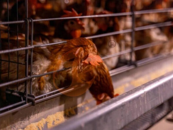 How To Choose Poultry Farm Location For High Investment Returns