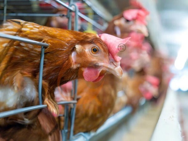 Feed Mill For Poultry | 5 Ways To Boost Chicken Feed Production
