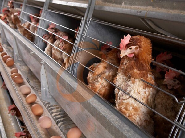 Reducing Feed Waste | 5 Methods Using A Feed Mixer