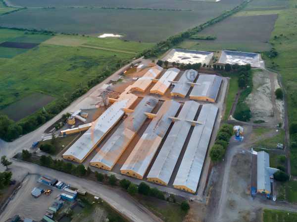 Saudi Arabia Poultry Farming: Beginner Layout Guide With Essential Farm Equipment