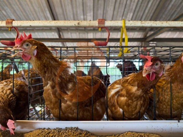 Why Choose H-Type Layer Cage Systems For Commercial Chicken Farms?
