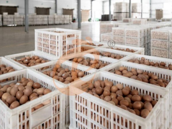 Cost-Effective Feed Mixers: Are They Worth Buying For Farms?