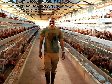 How To Customize H Type Chicken Battery Cages For Your Poultry Farm?